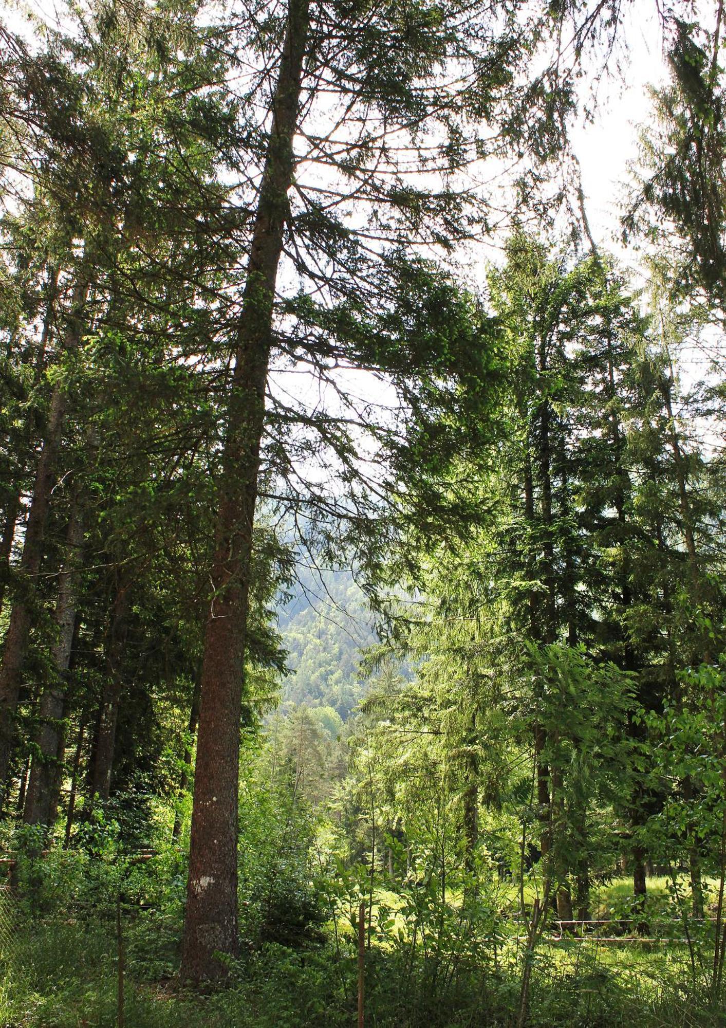Camping La Pineta Санта Мария Маджоре Екстериор снимка